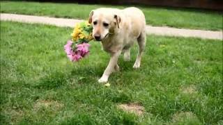 Why Don't You Bring Me Flowers?