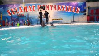 preview picture of video 'Pertunjukan Ikan Lumba-lumba di Lapangan Denggung, Sleman'