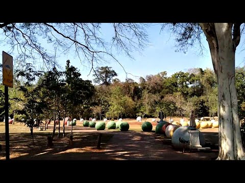 Terço de Bolas Gigante em (Nova Fátima PR )