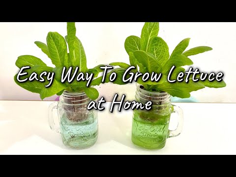 , title : 'Easy Hydroponic Lettuce : Grow Lettuce from Seed to Harvest at Home using KRATKY Method'