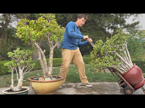 How to Grow a Jade Plant Into a TREE