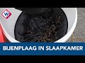 Echtpaar geschrokken van bijenplaag in slaapkamer: 'Ze zaten op mijn kussen' - OMROEP WEST