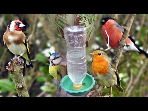 water feeder for bird cages DIY simple method , How to
