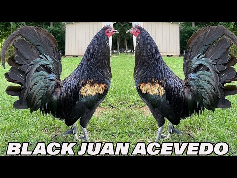 Kentucky Show Beautiful Black Birds - JUAN ACEVEDO FARM USA