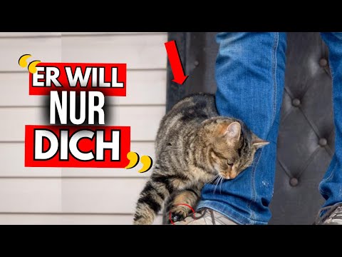14 geheime Dinge, die Katzen GLÜCKLICH machen – Nr. 7 ist überraschend!
