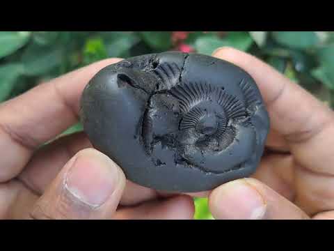Matsya Shaligram Shila video