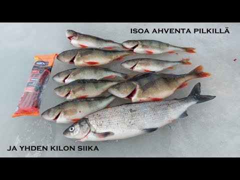 Kevätpilkillä isoa ahventa | Kilon siika | Huonoa huumoria | Tilaa kanavamme