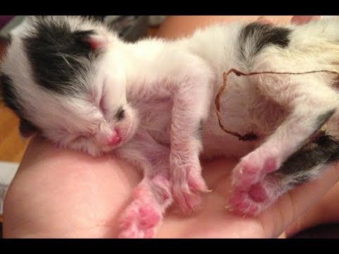 You'll need to wait a few days before touching newborn kittens