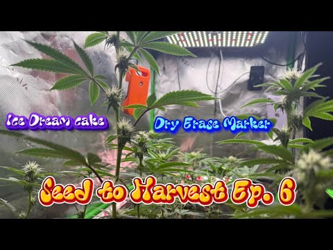 Seed to Harvest S2 Ep.6 Defoliation and lollipoping