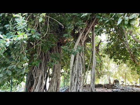 Banyan Tree | Madha, Oman| Beautiful place