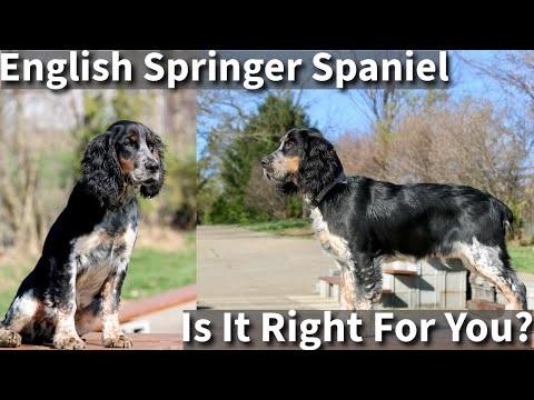 English Springer Spaniel | Is It Right For You?