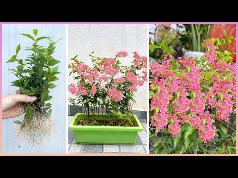 Simple and beautiful, lovely landscaping idea for the front yard