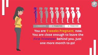 Baby’s Development at 9th Week of Pregnancy – Part 1