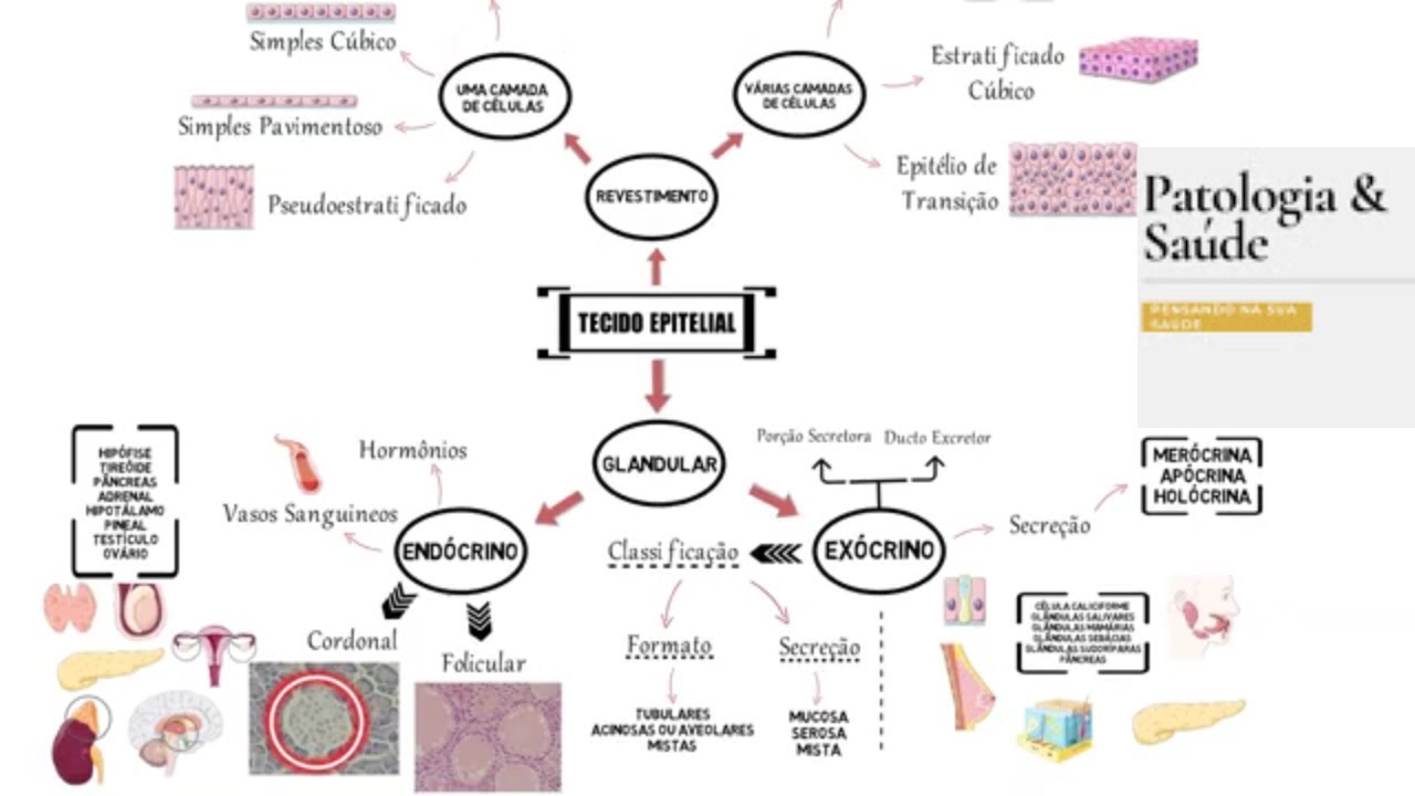 Mapa mental tecido epitelial - Histologia