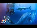 Can a Great White Shark Defeat the Megalodon?