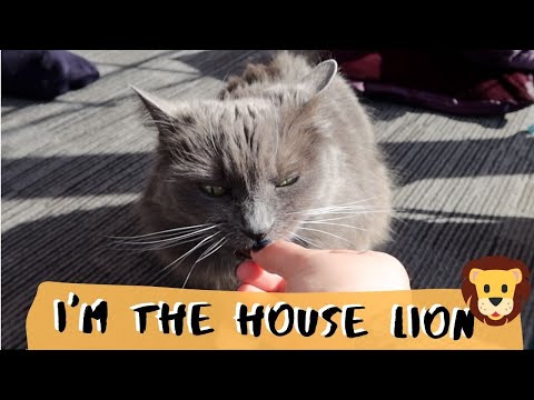 Cat Reacts to LION Noises | Will She Be Scared?