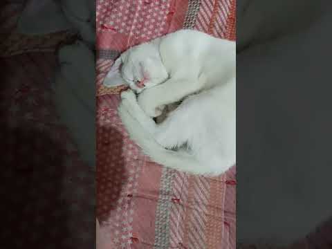 #tere hi yadu may #tomy sleeping moments