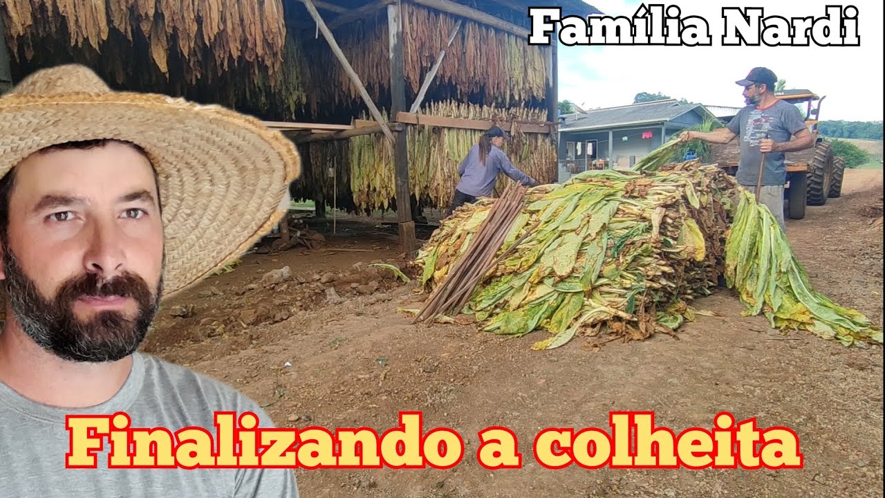 Última carreta de tabaco desta safra. Finalizando a colheita de tabaco. Galpão cheio.