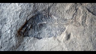 Creationist Thinks Earth is 6,000 Years Old, Finds 60 Million Year Old Fossil