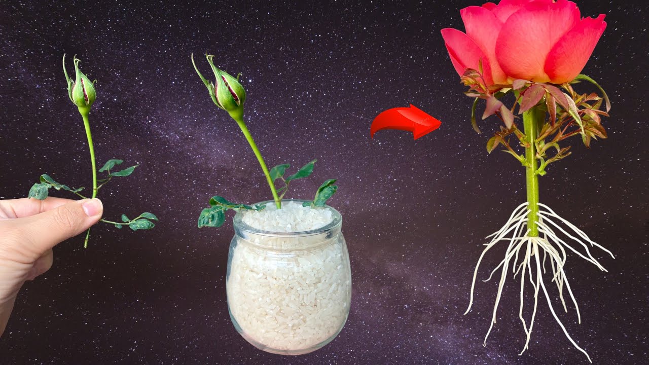 How does a rose bud continue to bloom but suddenly sprout and take root? The answer is rice.
