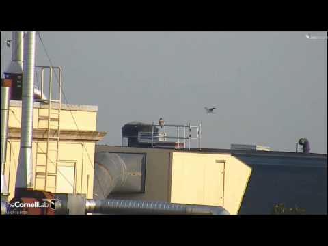 Cornell RTHA  'D Watches As GBH Does A Flyby'  7:50 am  _7.19.13_