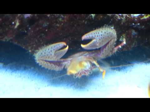 comment installer quadratus