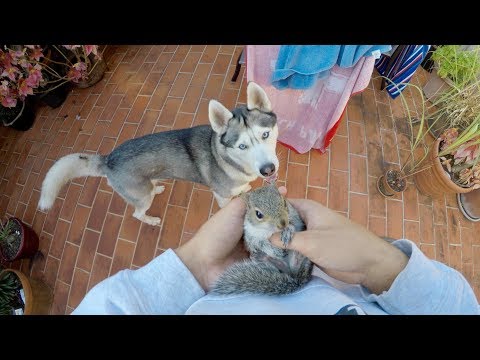 Cute Overload: Husky Meets Baby Squirrel