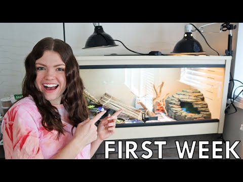 My First Week With My Bearded Dragon!