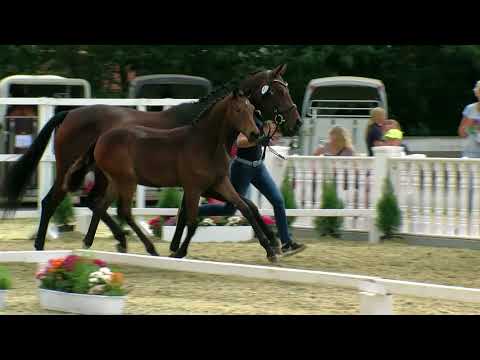 Stf v For Dance x Destano x Fuerst Heinrich 2017