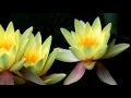 Keiko Matsui  -  Water Lily .....