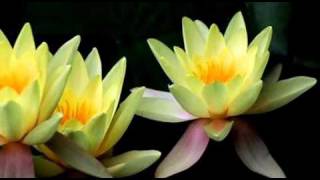 Keiko Matsui  -  Water Lily .....