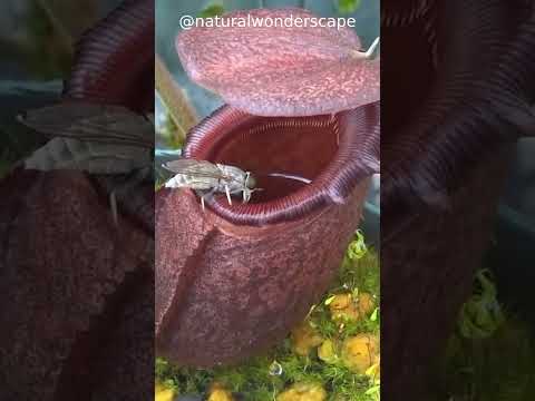 Nepenthes rajah Flower eating Insect 😳😳😳#shorts #viral #nature #rajah