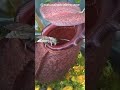 Nepenthes Rajah Flower Eating Insect Shorts Viral Nature Rajah