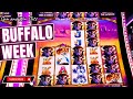 BUFFALO STAMPEDE Massive WIN We Unlocked It Buffalo Slot Casino 2024 RiverwindCasinoNorman