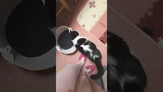 おきてるよ#cat #ねこのいる暮らし #ねこ動画 #癒し #かわいい猫