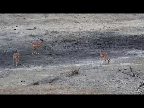 Djuma: Blacksmith Lapwing parent and two chicks - 18:03 - 10/29/19