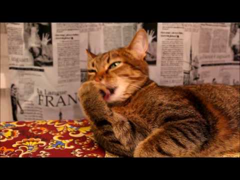 Смешное видео кота Абика