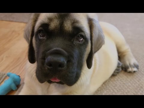 download lagu mp3 mp4 Fawn Mastiff Puppy, download lagu Fawn Mastiff Puppy gratis, unduh video klip Fawn Mastiff Puppy