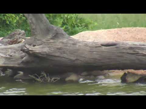 Djuma: Water Monitor Lizard goes in to log home - 15:38 - 01/03/19