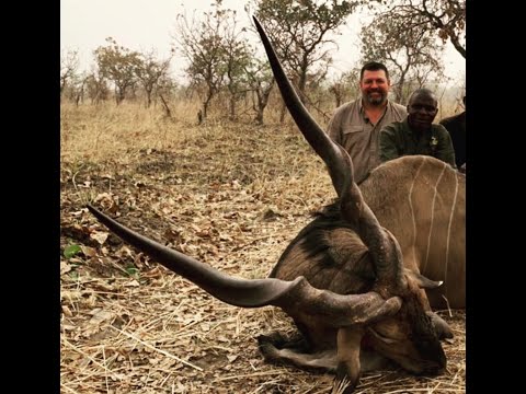 50" Lord Derby Eland in Cameroon!