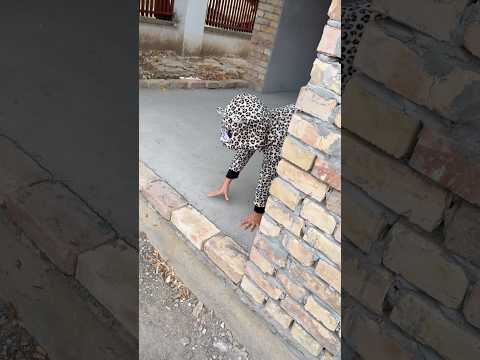 Šta je ovooo❓#animal #backyard #leopard #prank #home #family #shorts #fypシ #funnyvideo  #comedy