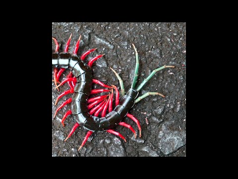 [FREE] Techno Rave x Crystal Castles Type Beat - ‘GENESIS’