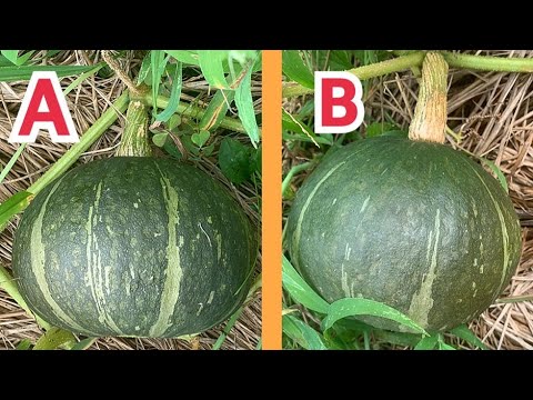 食用カボチャ: どうやって見分けますか? 植物