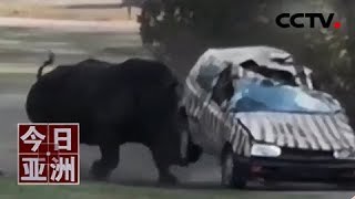 [問卦] 戴鐵手套能不能對付河馬？