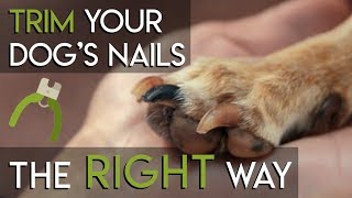How to Trim Dog Nails - The RIGHT Way