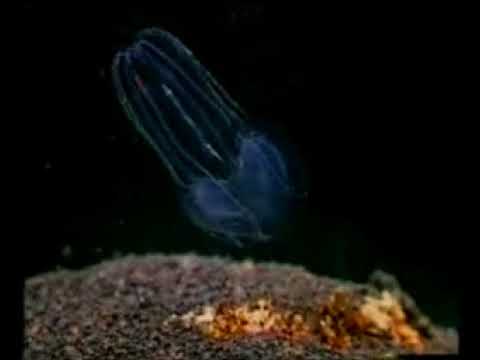 WUNDERBARE GESCHÖPFE II   DOKUMENTE ZUR TATSACHE DER SCHÖPFUNG