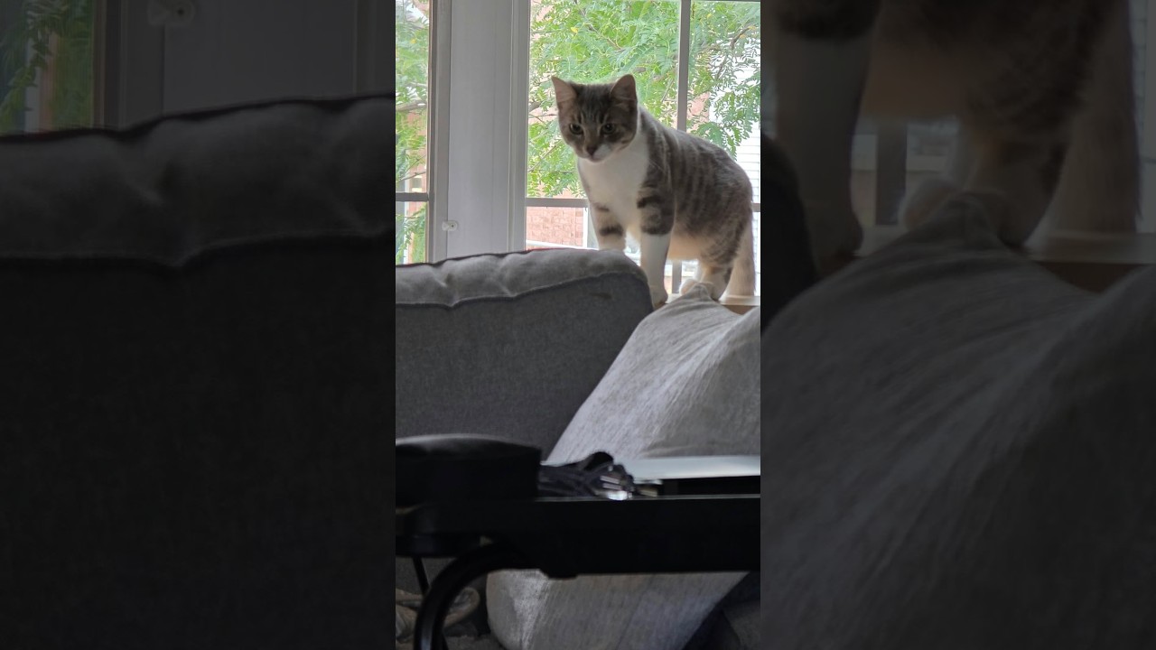 Enlarge Maverick, a Adoptable Domestic Short Hair in Verdun, QC video 2/6