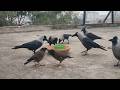 Wild Crows Calling Ang Eating Togather Wildlife Viral Video