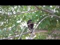 Grackle Singing Practice