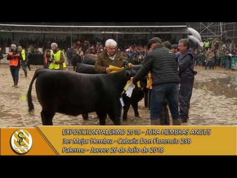 26-07-18 Tercer Mejor Hembra - Jura Hembra Angus - Palermo